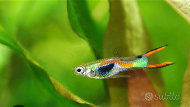 Guppy endler