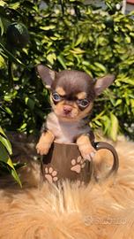 Chihuahua mino con pedigree