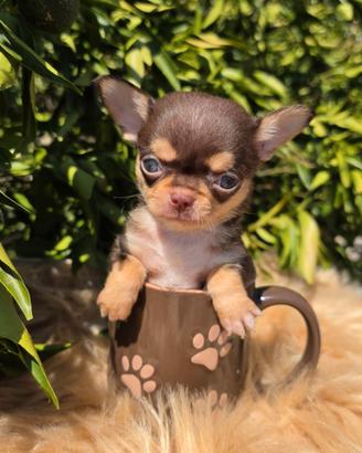 Chihuahua mino con pedigree