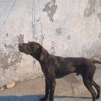 Cani da caccia bracco