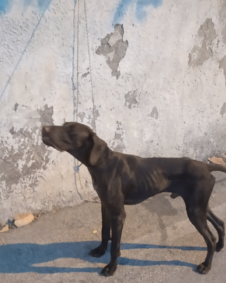 Cani da caccia bracco