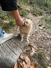 Pomerania cuccioli