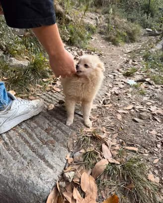 Pomerania cuccioli
