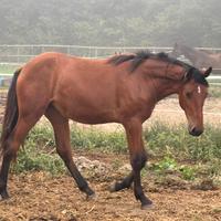 Incrocio quarter Cirillo paint femmina 18 mesi