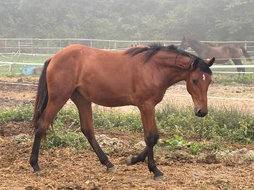 Incrocio quarter Cirillo paint femmina 18 mesi