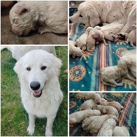 Cuccioli di Maremmano