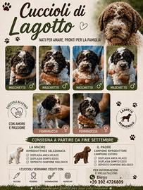 Cuccioli di Lagotti