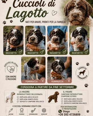 Cuccioli di Lagotti