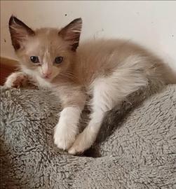 Gattini ragdoll/siamese