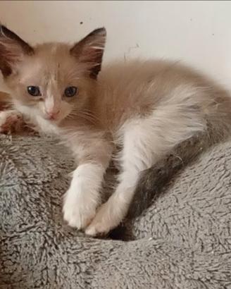 Gattini ragdoll/siamese
