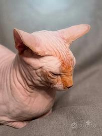 Sphynx Stallone