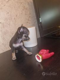 cucciola chihuahua toy