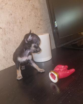 cucciola chihuahua toy