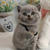 British Shorthair Blue con pedigree