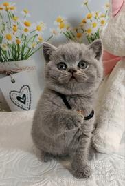 British Shorthair Blue con pedigree