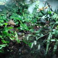 Terrario naturalistico bioattivo