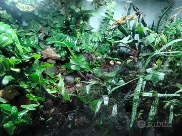 Terrario naturalistico bioattivo