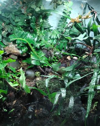 Terrario naturalistico bioattivo