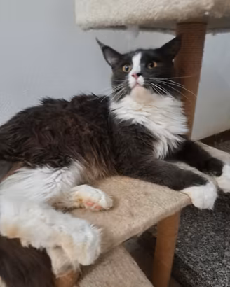 Cucciola maine coon
