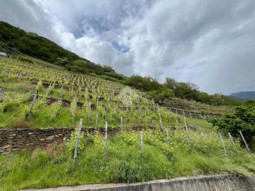 TER. AGRICOLO A VILLA DI TIRANO