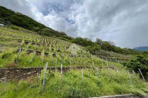 TER. AGRICOLO A VILLA DI TIRANO