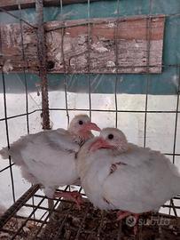 Piccioni viaggiatori