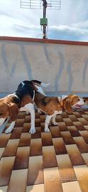 Beagle