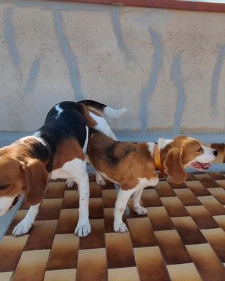 Beagle