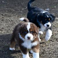 Cuccioli di Patore Australiano