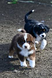 Cuccioli di Patore Australiano