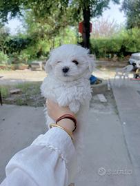 Cuccioli Maltese