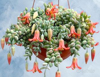 Cotyledon pendens talea non radicata
