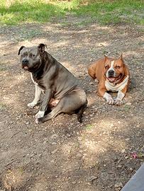 Amstaff