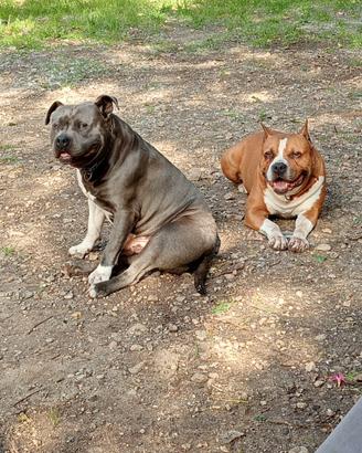 Amstaff