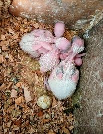 Cocorite allevate a mano