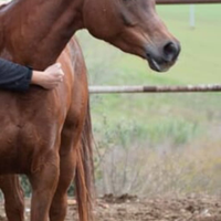 Cavallo arabo