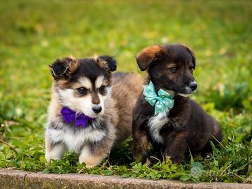 Cuccioli maschi due mesi