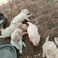 Cuccioli di Lagotto Romagnolo