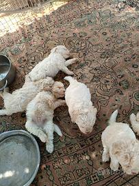 Cuccioli di Lagotto Romagnolo