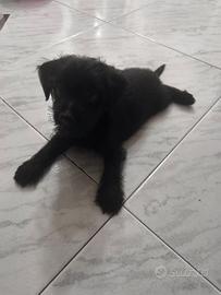 Cucciolo incrocio Yorkshire e Maltipo