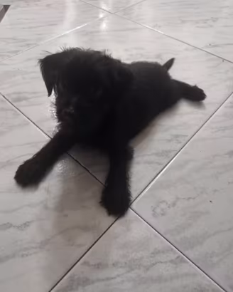 Cucciolo incrocio Yorkshire e Maltipo