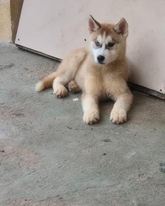 Huski