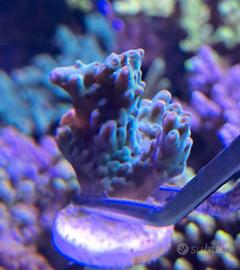 Acropora Subulata