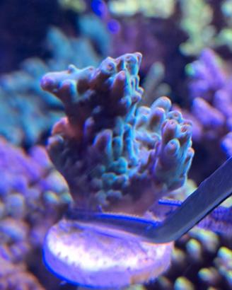 Acropora Subulata