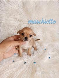 Chihuahua mini toy