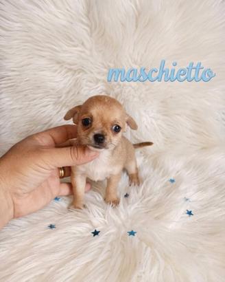 Chihuahua mini toy
