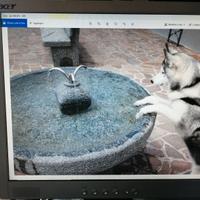 Monitor Acer 19” AL1914 – Perfettamente funzionant