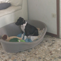 Cucciolo pitbull 5 mesi