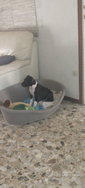 Cucciolo pitbull 5 mesi