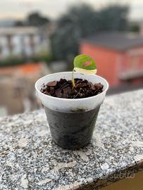 Talee monstera adansonii variegata